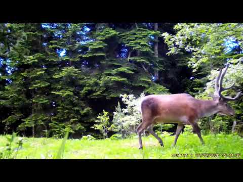 კეთილშობილი ირემი • Cervus elaphus • Red deer